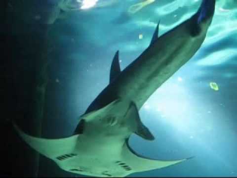 Sydney Aquarium