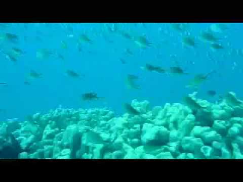 Reef Fishes