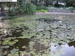 brisbane_city_garden2