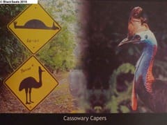 Cassowary_Capers