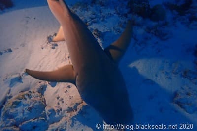 Mehr über den Artikel erfahren Tauchen in Malediven auf der MV Eco Blue *Update*