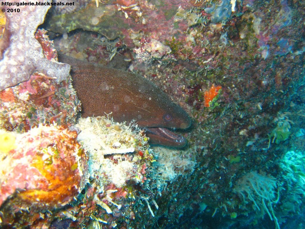 Mehr über den Artikel erfahren Great Barrier Reef