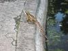 brisbane_australia_085