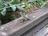 brisbane_australia_138