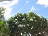brisbane_australia_140