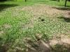 brisbane_australia_167