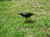brisbane_australia_168