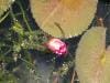 brisbane_australia_189