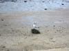 cairns_australia_011