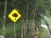 cape-tribulation_005