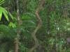 cape-tribulation_007