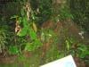 cape-tribulation_008