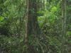 cape-tribulation_009