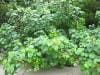 cape-tribulation_028