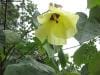 cape-tribulation_029