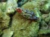 diving_rovinj_02