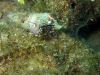 diving_rovinj_04