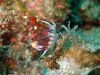 diving_rovinj_30
