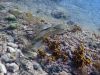 diving_rovinj_32