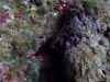 diving_rovinj_37