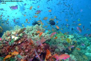 Great Barrier Reef, Carins