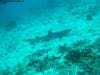 great_barrier_reef_002