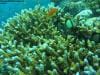 great_barrier_reef_003