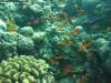 great_barrier_reef_007