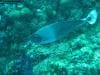 great_barrier_reef_008