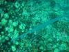 great_barrier_reef_010
