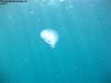 great_barrier_reef_011