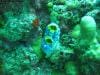 great_barrier_reef_012