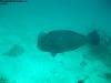 great_barrier_reef_013