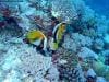 great_barrier_reef_015