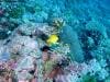 great_barrier_reef_016