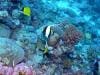 great_barrier_reef_017