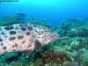 great_barrier_reef_018