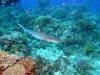 great_barrier_reef_019