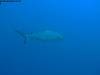 great_barrier_reef_021
