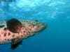 great_barrier_reef_022