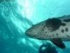 great_barrier_reef_023