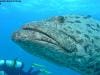 great_barrier_reef_024