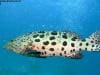 great_barrier_reef_025