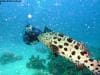 great_barrier_reef_026