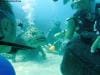 great_barrier_reef_029