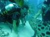 great_barrier_reef_030
