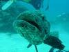 great_barrier_reef_031