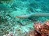 great_barrier_reef_032