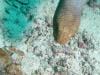 great_barrier_reef_033