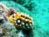 great_barrier_reef_035